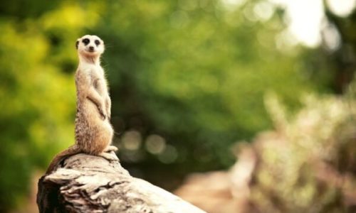 5 Hal Unik Dari Australia Zoo Virtual Tour
